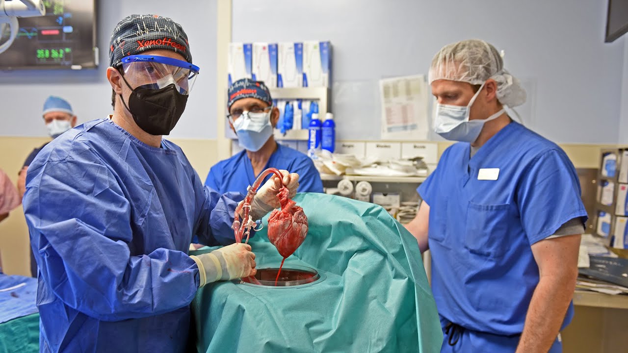 Premieră mondială: Chirurgii americani au transplantat cu succes o inimă de porc la om
